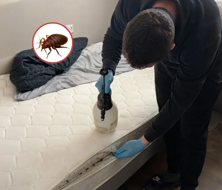 Technicien traitant un matelas contre les punaises de lit à Le Pin